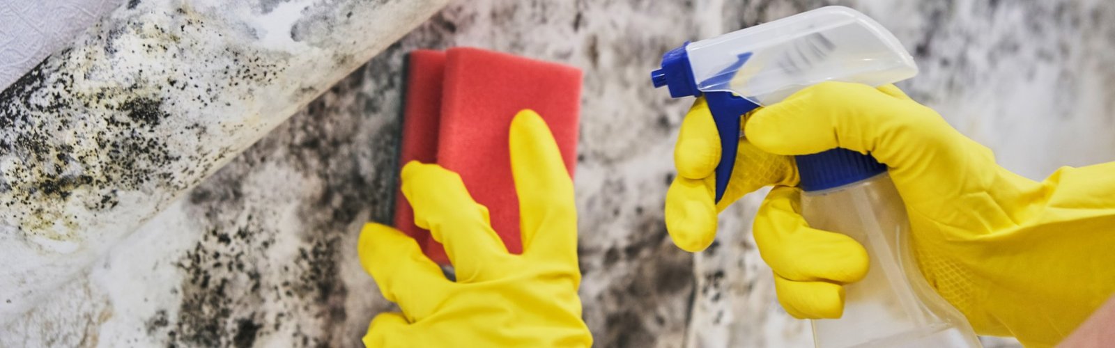 mold cleaning knoxville tn patriot restoration tn mold cleaning knoxville tn patriot restoration tn